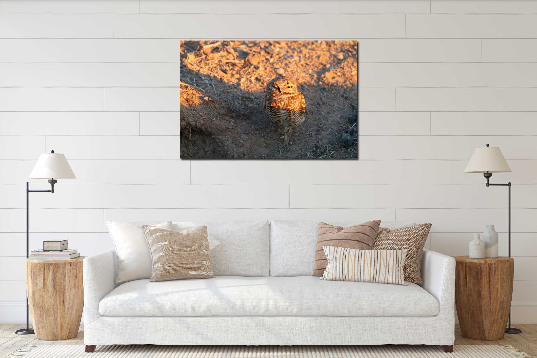California Burrowing Owl in golden Sunset Light interior mockup