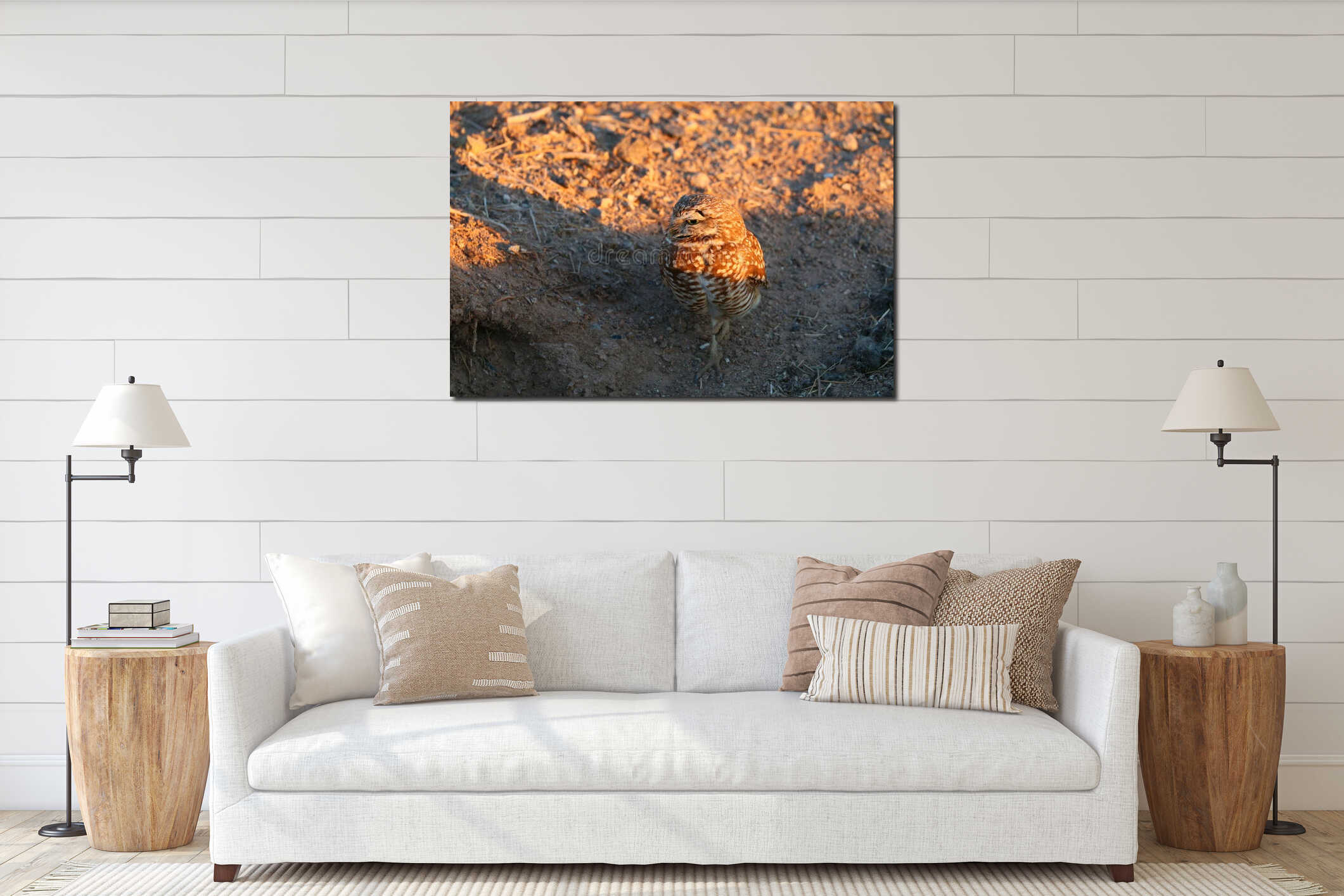 California Burrowing Owl in golden Sunset Light interior mockup