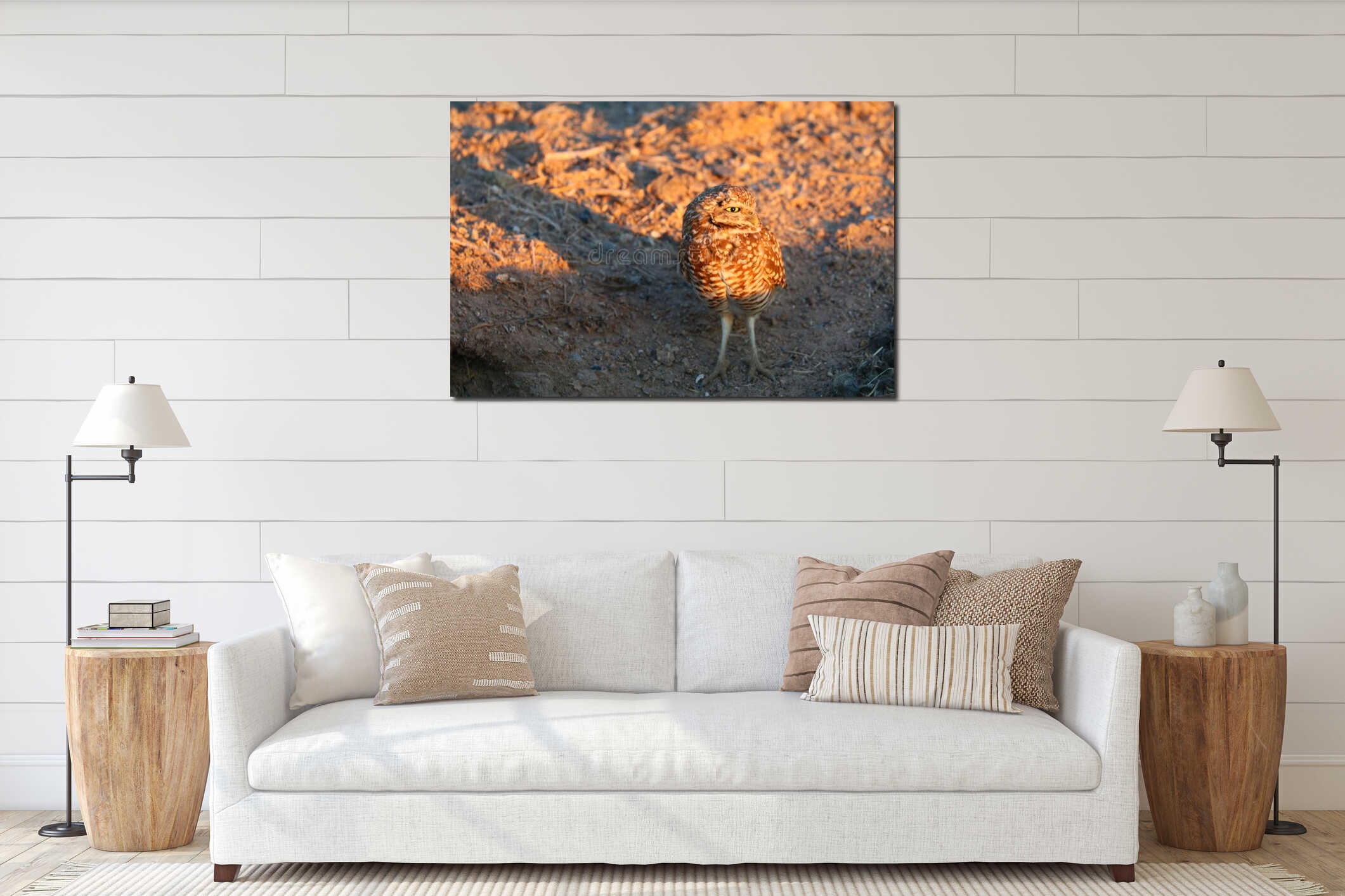 California Burrowing Owl in golden Sunset Light interior mockup