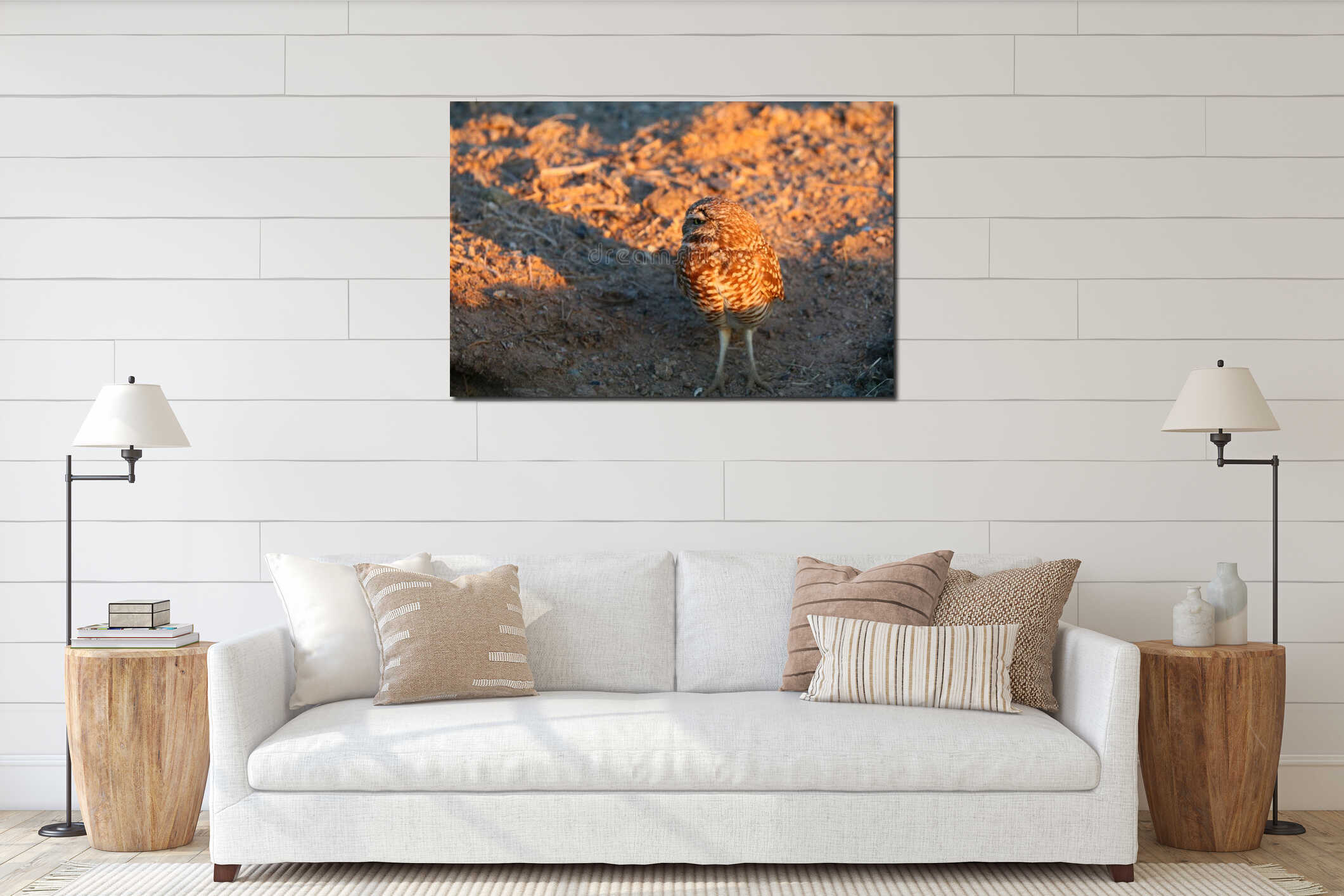 California Burrowing Owl in golden Sunset Light interior mockup