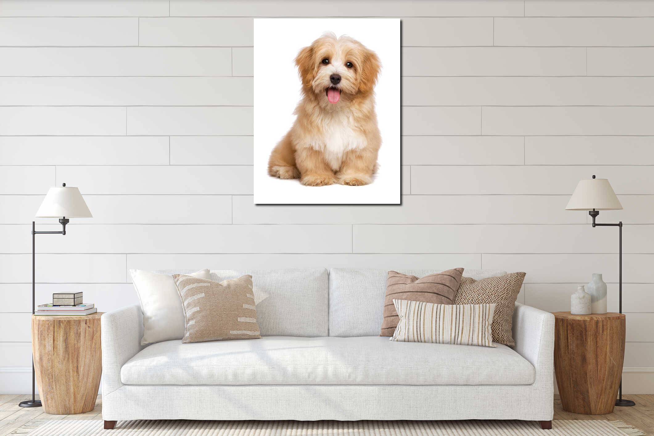 Beautiful happy reddish havanese puppy dog is sitting frontal interior mockup