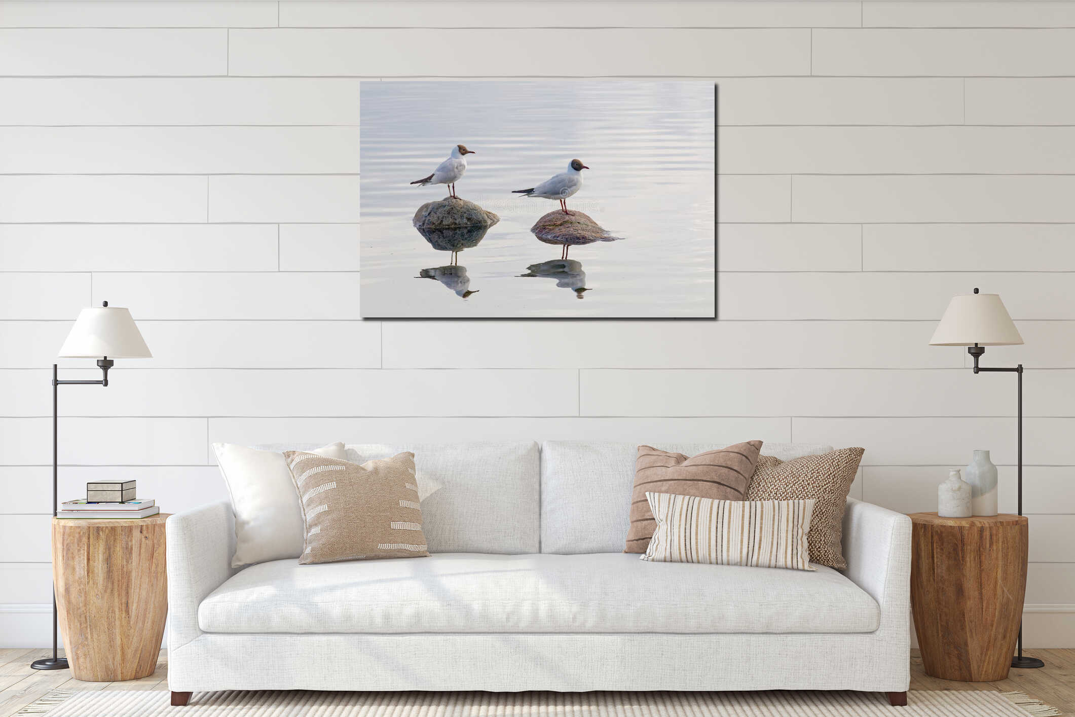 Two black headed gull standing on stones interior mockup