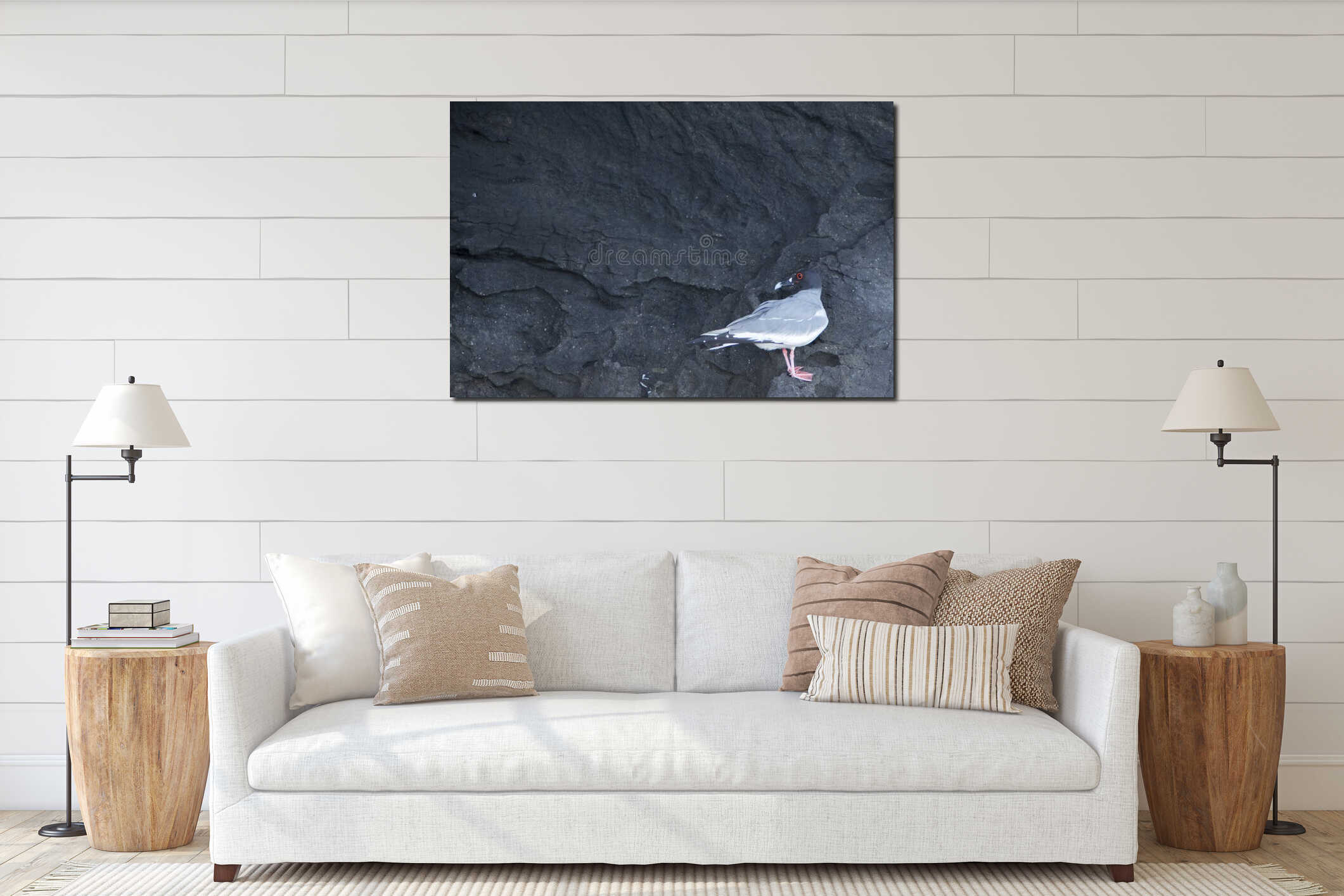 Swallow-tailed gull with red eyes. Galapagos Islands. Ecudaor interior mockup
