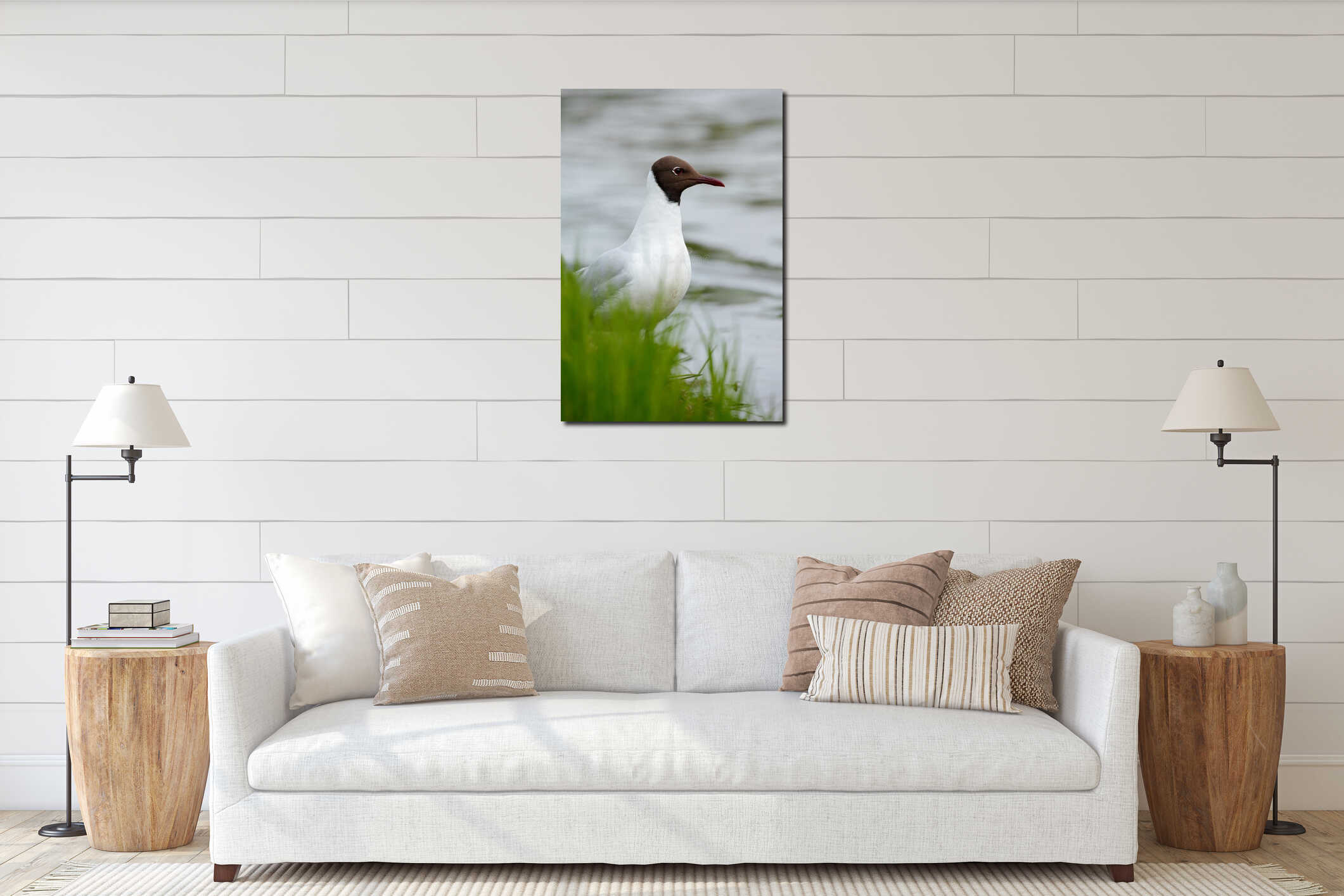 Portrait of Black-headed Gull, Chroicocephalus ridibundus, sitting on the green grass near the water Finland interior mockup