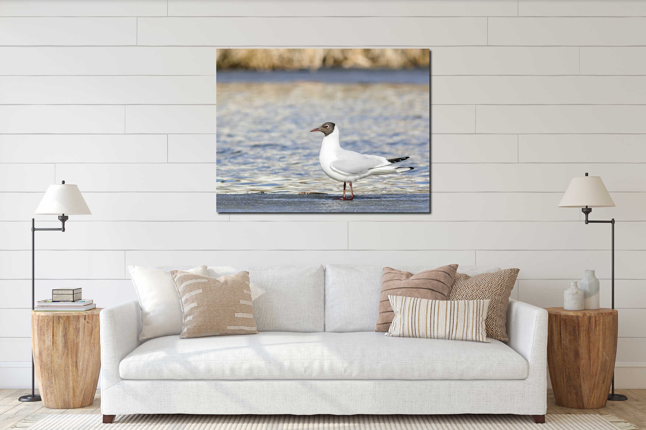 Common Black-headed Gull sitting top of icecap in the spring time interior mockup