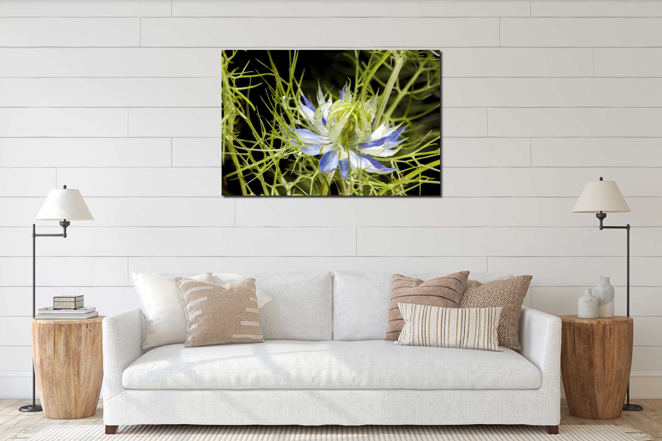 Macro of Nigella damascena (love-in-a-mist, ragged lady or devil in the bush) interior mockup