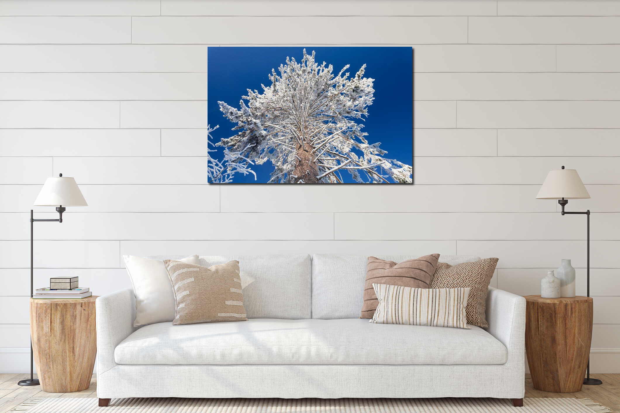 Wide and big branches of huge pine in winter forest and blue sky as background in frosty sunny day interior mockup