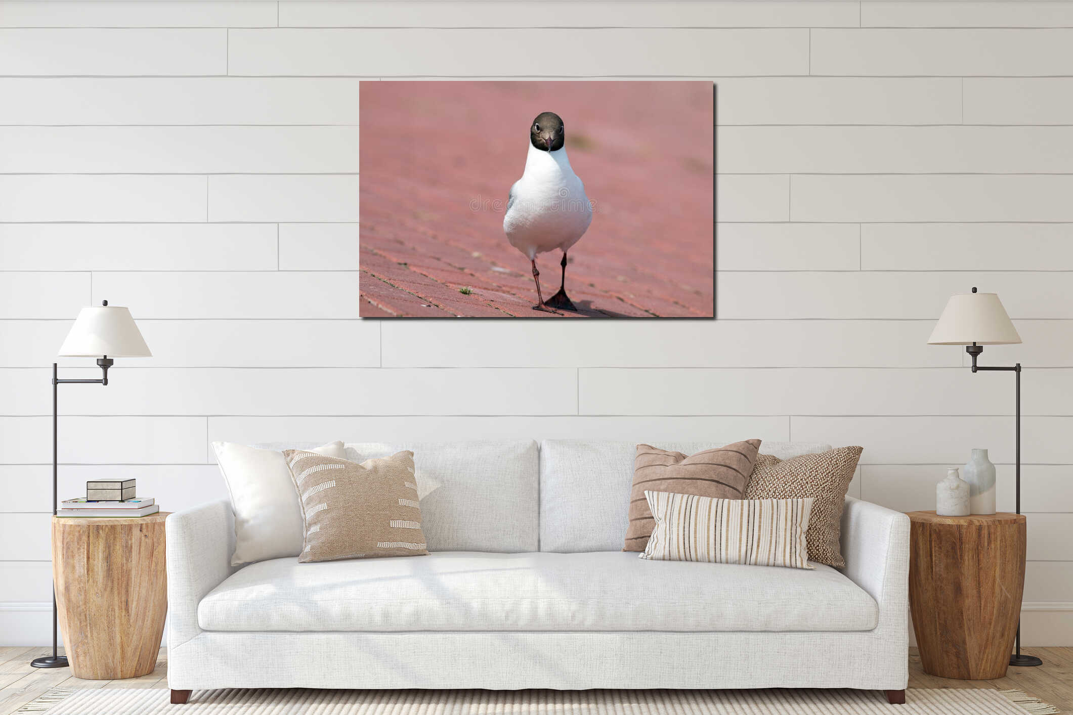Black-headed gull portrait. interior mockup