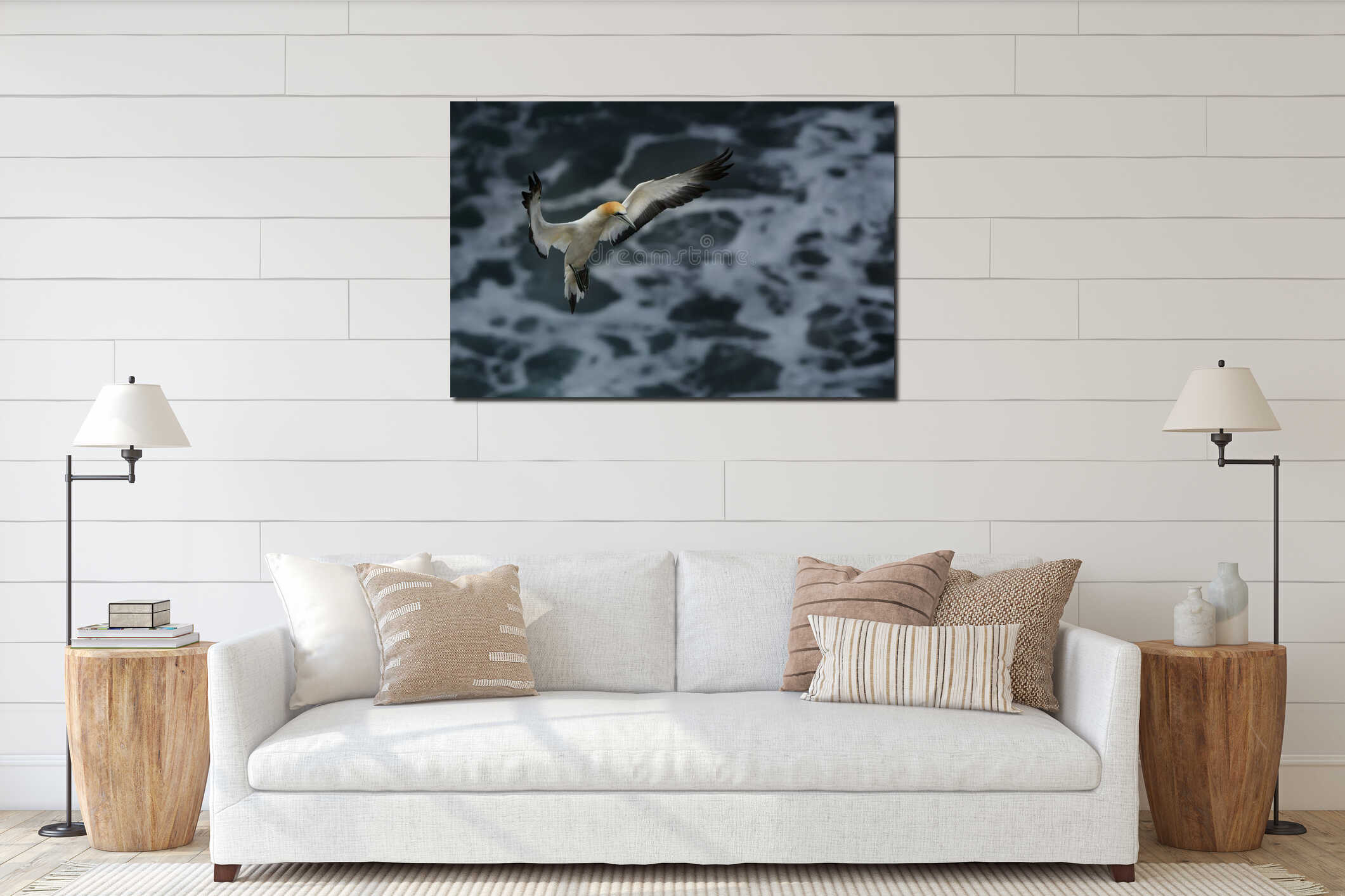 Sula serrator - Australian Gannet - takapu in Muriwai Beach New Zealand interior mockup