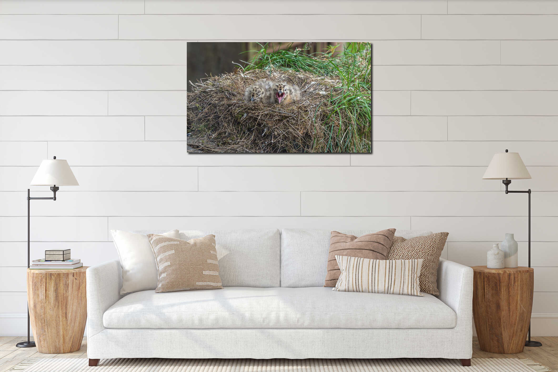 Two Seagull Chicks in the nest interior mockup