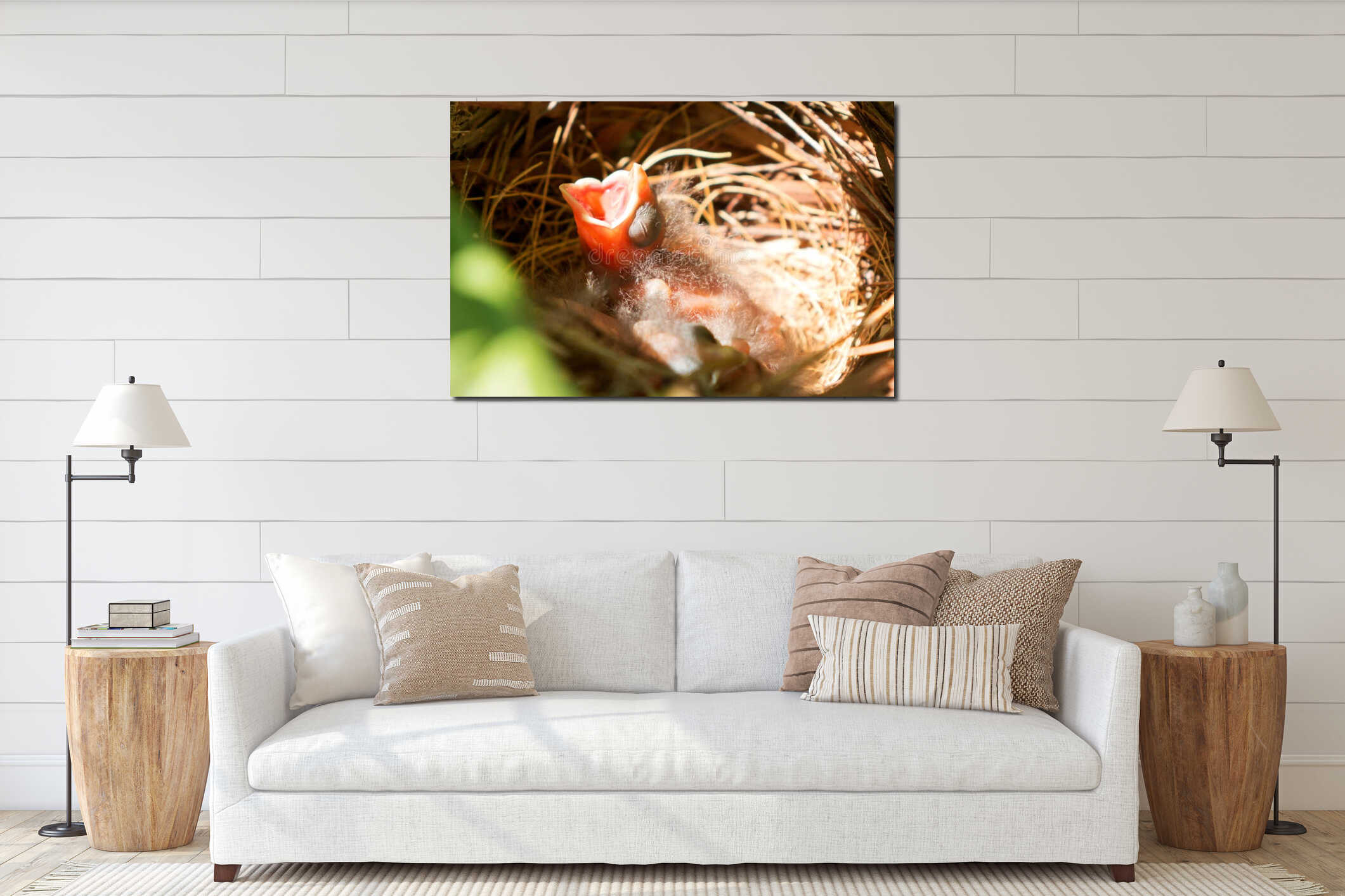 Three day old baby cardinal in nest with mouth open wide interior mockup